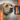 SportDOG Add-A-Dog SDR-AXF-E