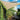 Coolaroo triangle Beech