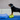 FitPAWS K9FITbone balance trainer 58x29x10 cm – canine fitness and rehab tool for dogs of all sizes.
