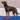 FitPAWS Balance Disc