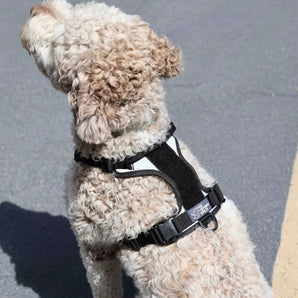 K9 Sport Sack Quick-Release harness for Kompanion dog backpack