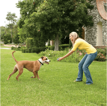 PetSafe® Wireless Fence Stay & Play™ PIF45-13479