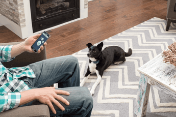 petsafe smart dog trainer