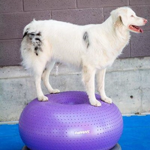 FitPAWS TRAX Donut dog balance trainer dog on donut
