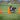FitPAWS Hurdle Set