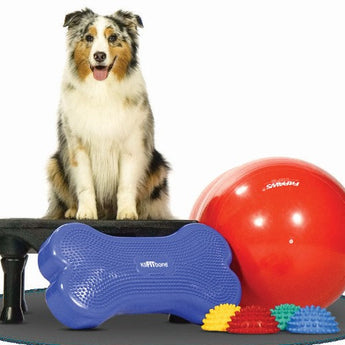 FitPAWS