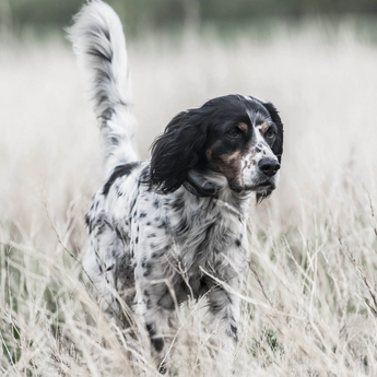 SportDOG