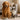 HOND & KAT
