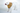 The Comfy Cone soft recovery cone for dogs