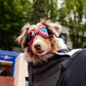 K9 Sport Sack Shades