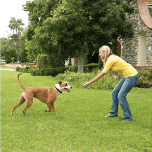 PetSafe® Wireless Fence Stay & Play™ PIF45-13479