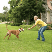 PetSafe® Wireless Fence Stay & Play™ PIF45-13479