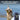 PDT10-18039 PetSafe Pro Dog Trainer with Remote