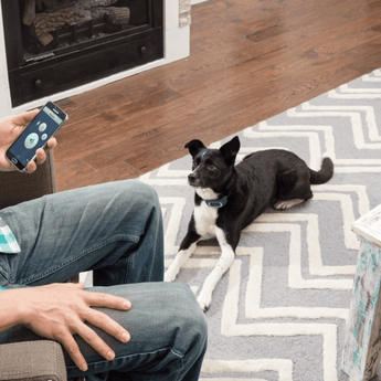 petsafe smart dog trainer