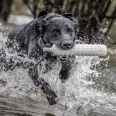 SportDOG®  Hunter