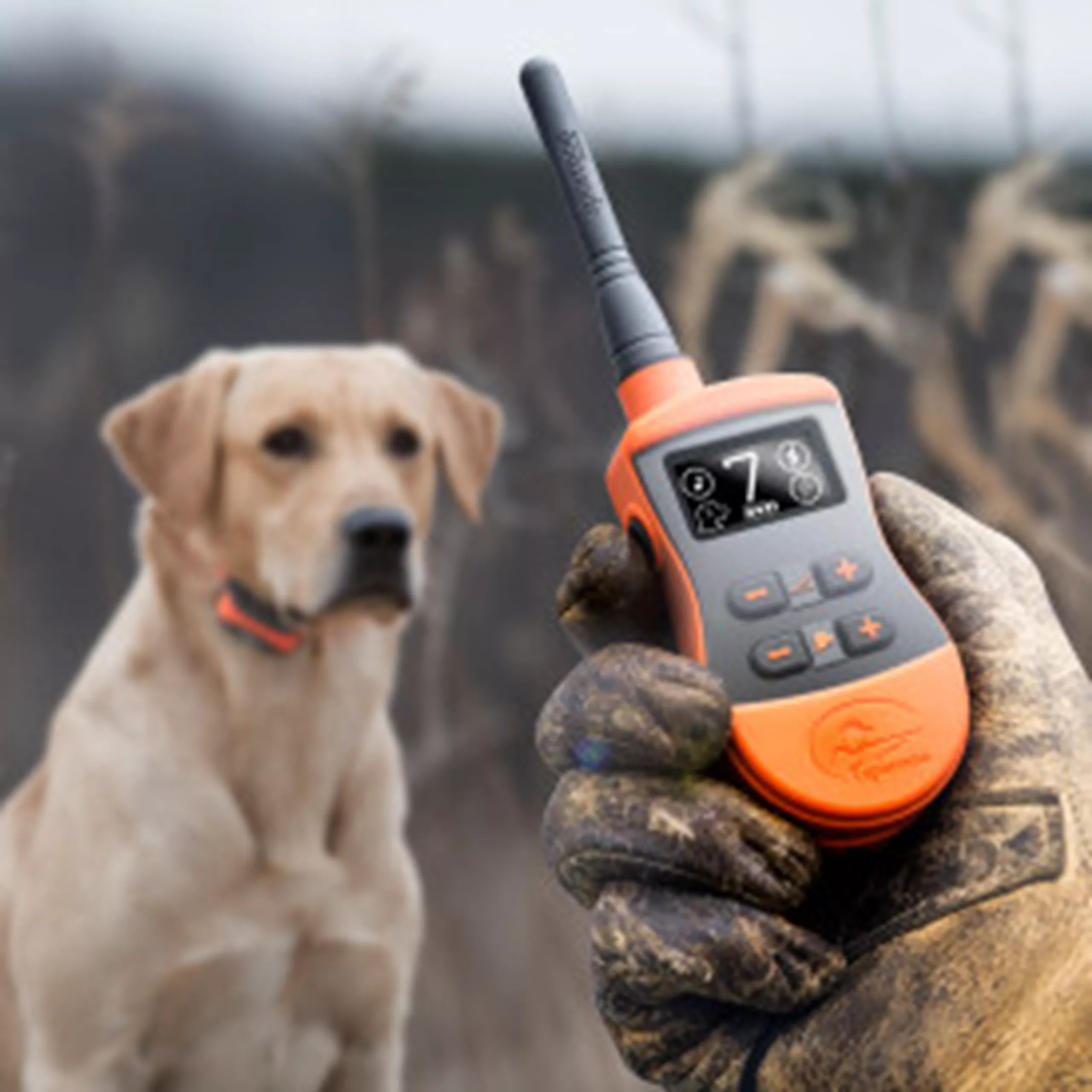 SportDOG SportTrainer 1275E Ferntrainer fr Hunde 1200 m SalesDepot.eu SportDOG SportTrainer 1275E Ferntrainer fr Hunde 1200 m SalesDepot.eu