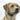 SportDOG FieldTrainer dog with collar