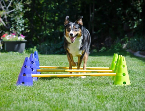 FitPAWS Canine Gym Cavaletti Kit for dog agility and rehab training – adjustable poles for balance and coordination.
