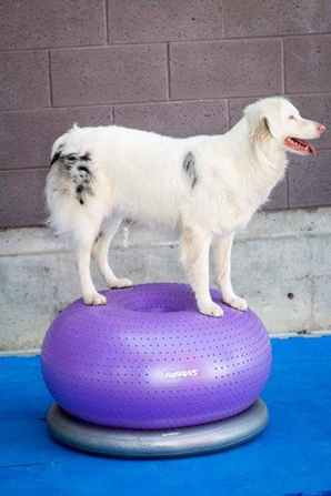 FitPAWS TRAX Donut dog balance trainer dog on donut
