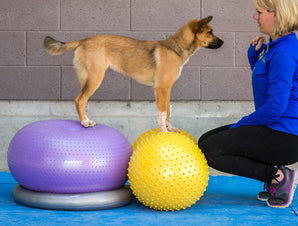 FitPAWS Trax Peanut – Pelota de entrenamiento en forma de maní para perros