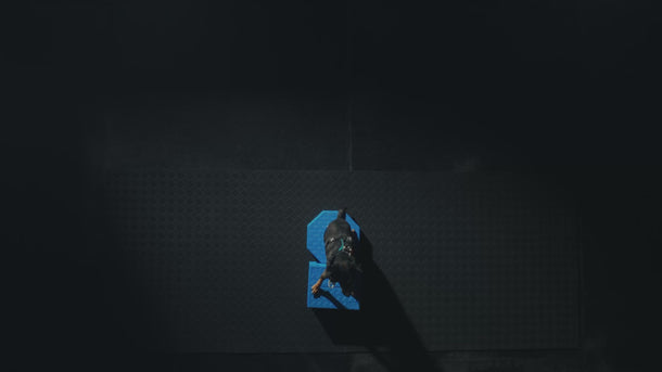 Fitpaws Fitkinect 