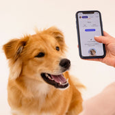 Wisdom Panel Essential